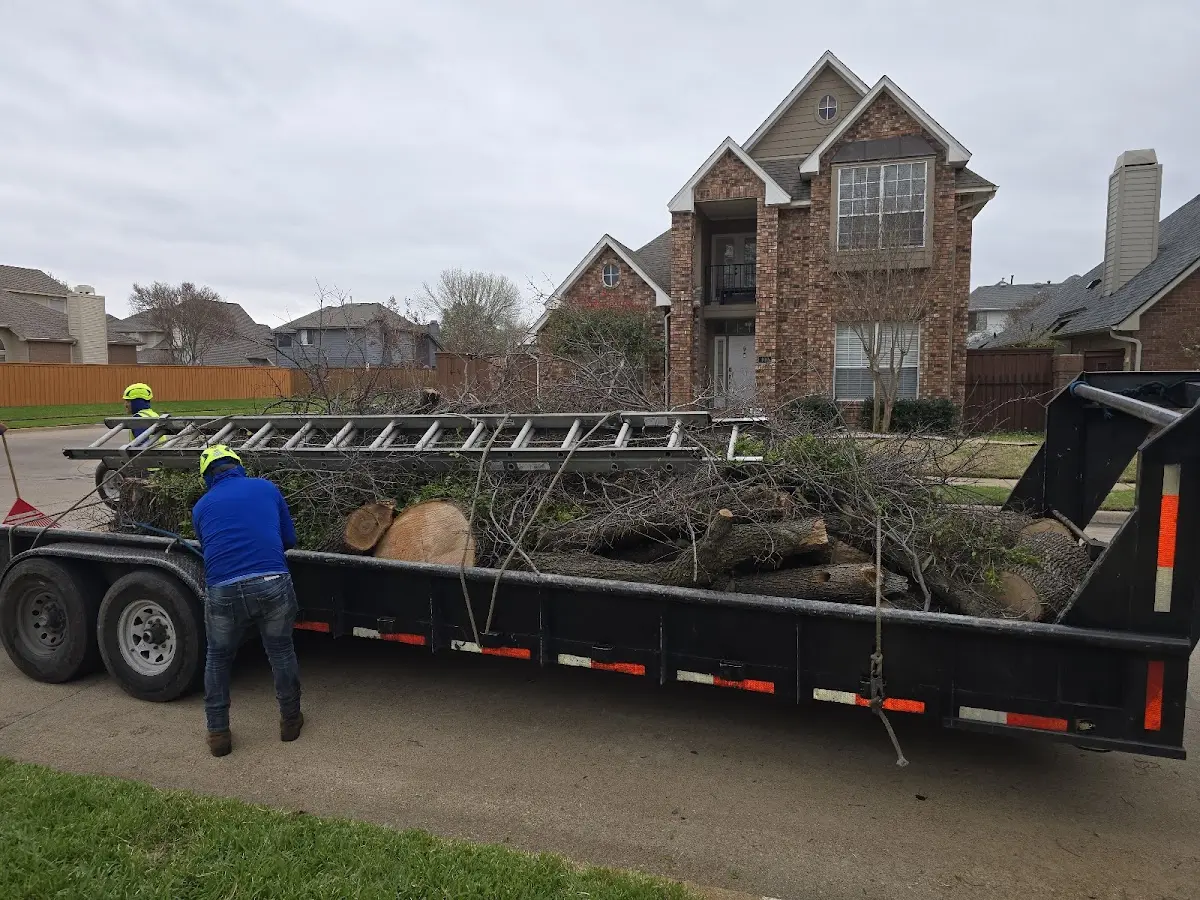 Expert Tree Pest Control with proper safety equipment in Belleville